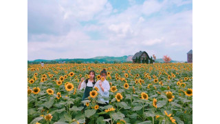Cánh đồng hoa hướng dương Bắc Giang với những tiểu cảnh đẹp như cối xay gió, ngôi nhà cổ tích Châu Âu